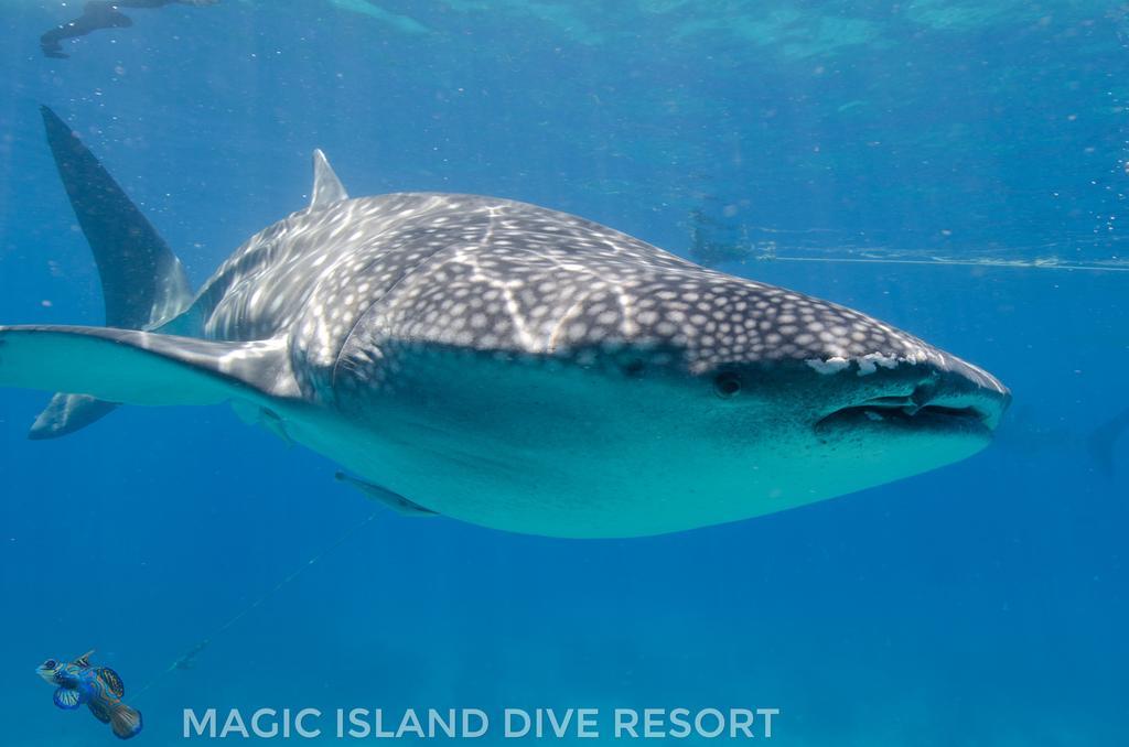 Magic Island Dive Resort Moalboal Eksteriør billede