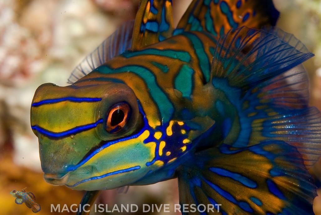 Magic Island Dive Resort Moalboal Eksteriør billede